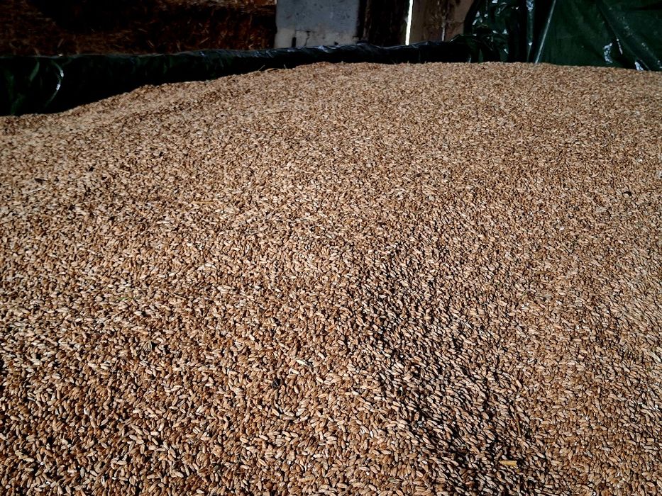 Pszenżyto ładne czyste tegoroczne