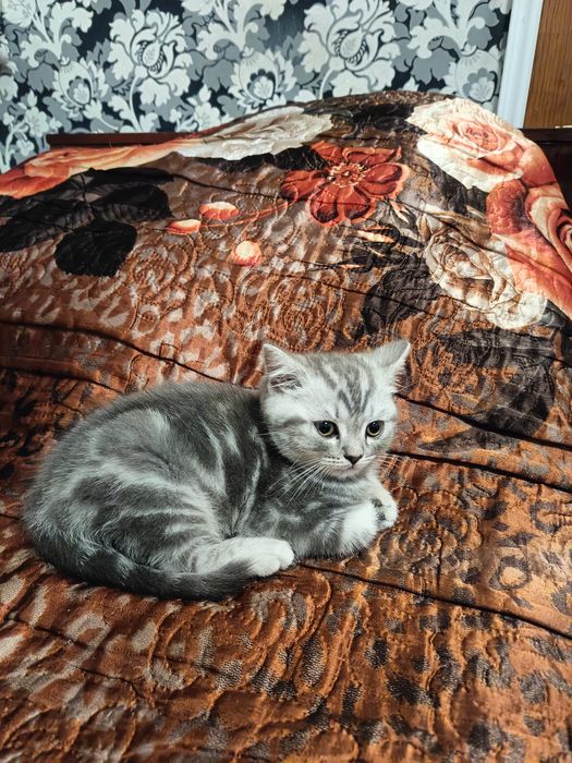 Кошеня шотландської породи голубий мрамор