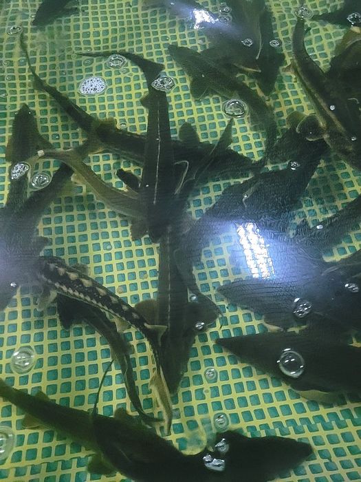 Осетр живой, живая рыба