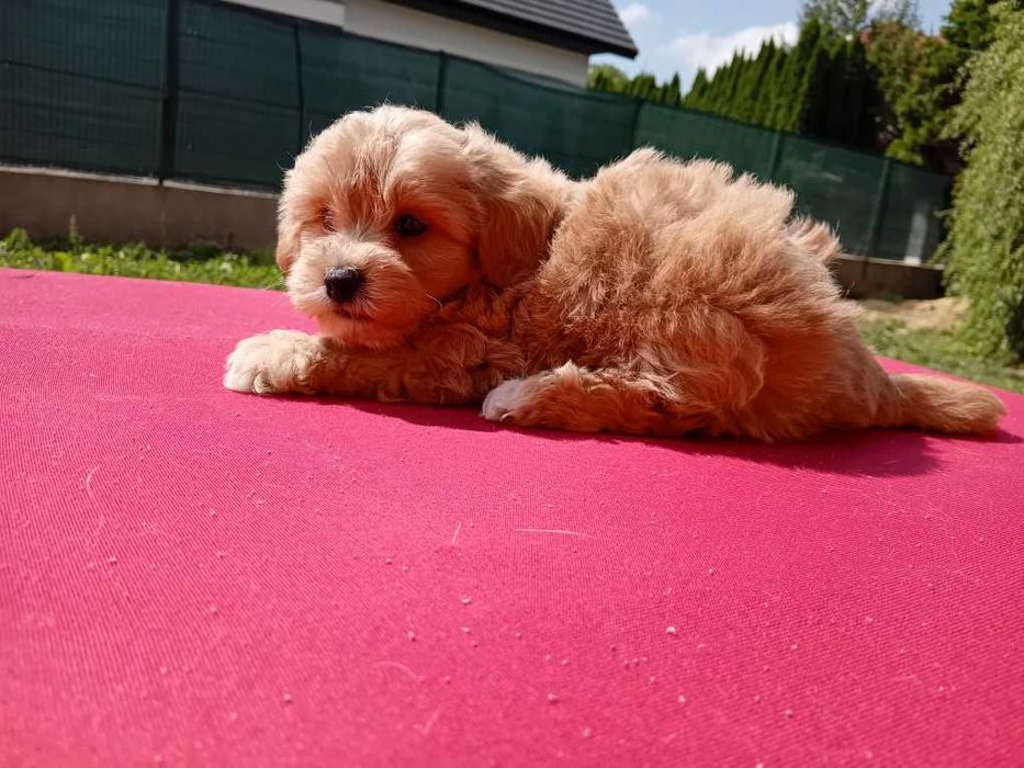 Maltipoo piesek po pudlu toyu  mini szczepiony odrobaczony z hodowli