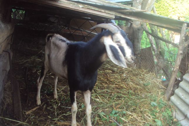 продам англонубийских коз и козлов молодых сырных от2 тыс