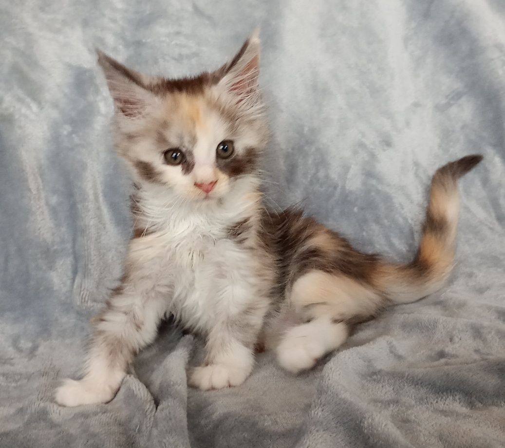 Kotka Maine coon