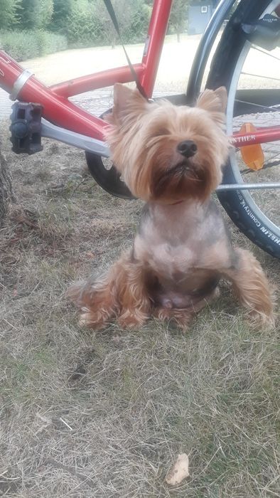 Грумінг, навчання