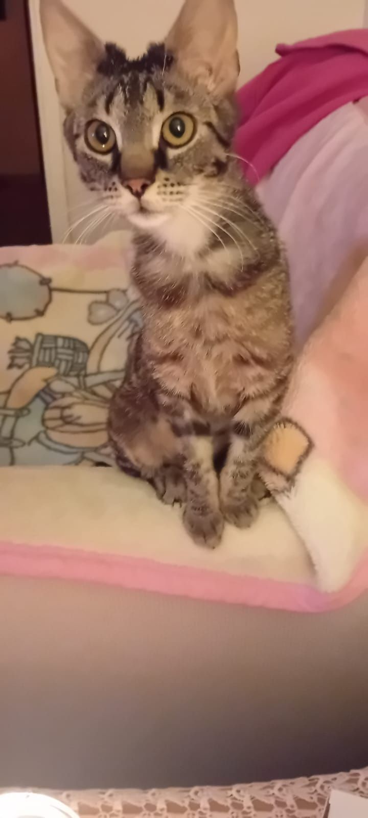 Kociak do adopcji