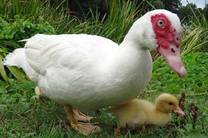 Продам качка мускутна, шипуни , каченята , домашні , індо