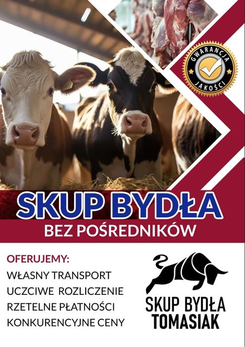 Skup Bydła Rzeźnego
