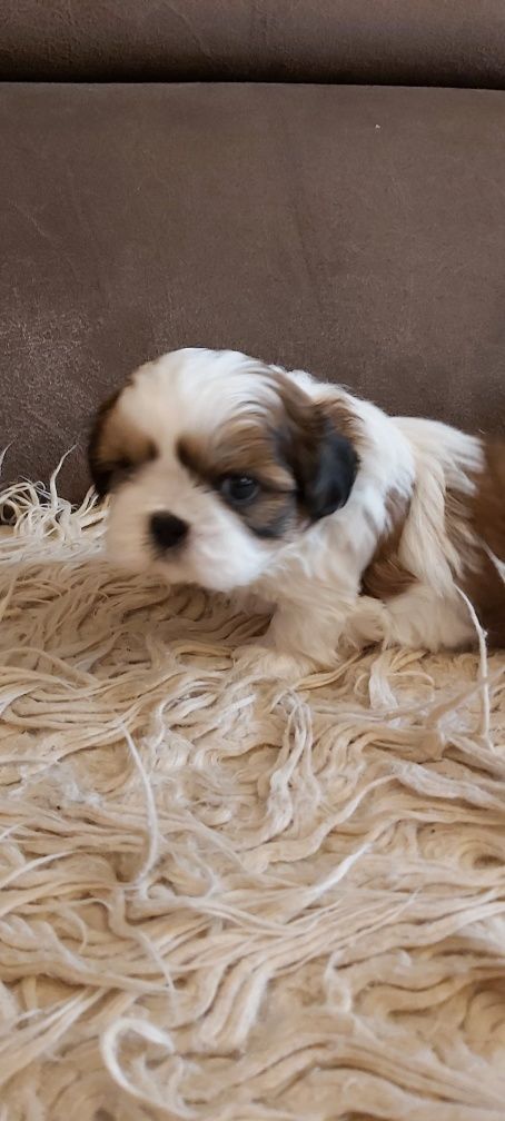Shih Tzu suczka rodowodowa