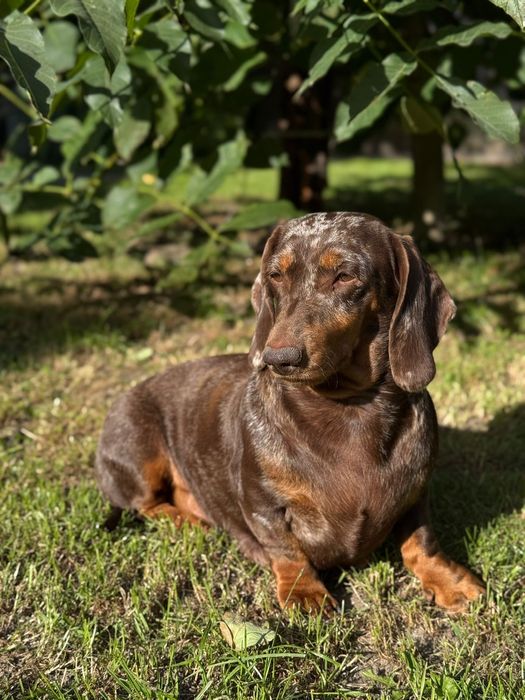 Jamnik piesek czekoladowy