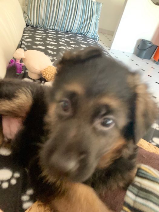 Doaçao responsavel Pastor Alemao