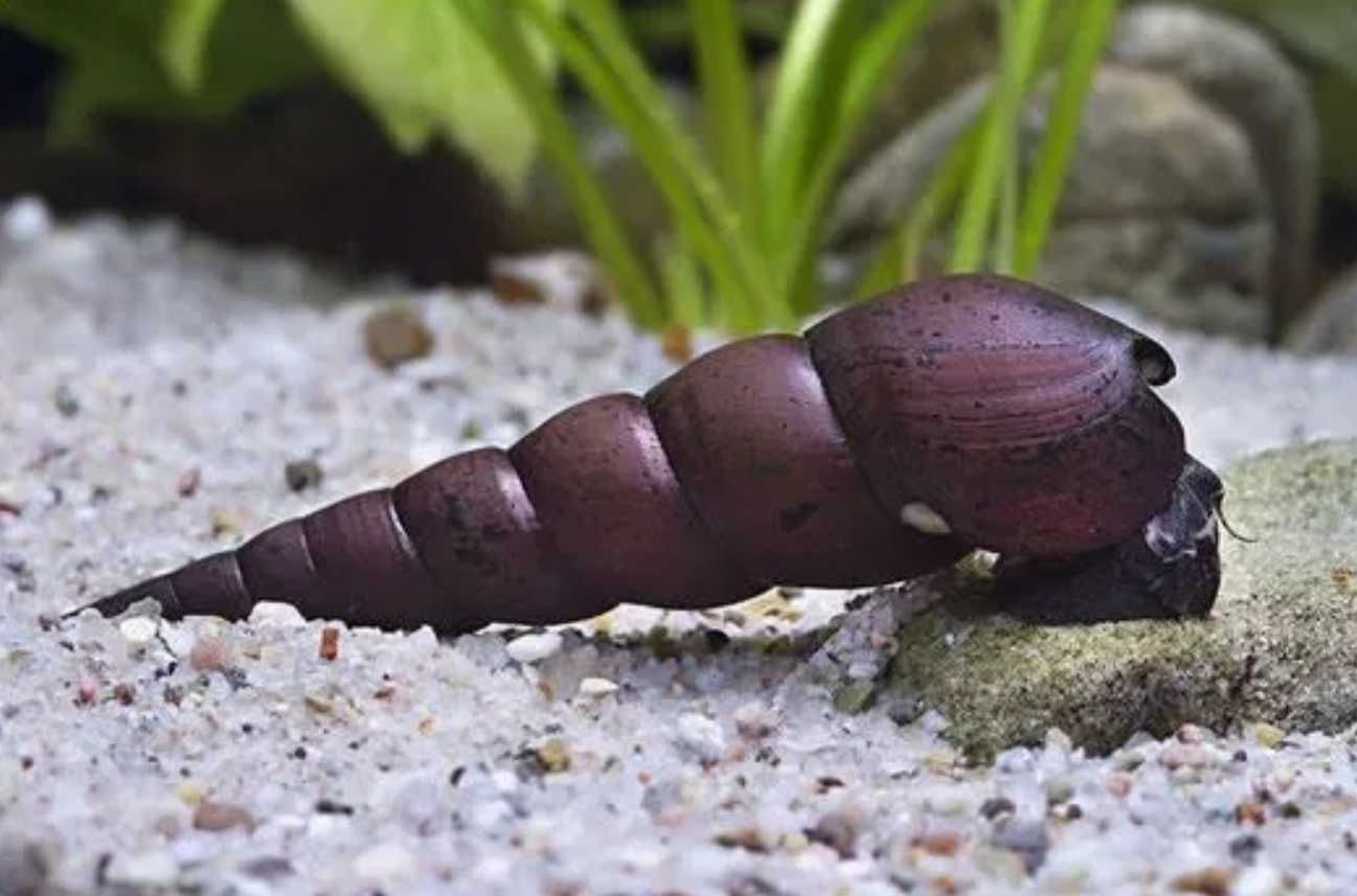 Ślimak CZARNY DIABEŁ - Faunus ater - BLACK DEVIL - dowóz, wysyłka