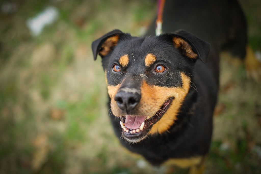 Snapi, uroczy mini rottweiler czeka na dom