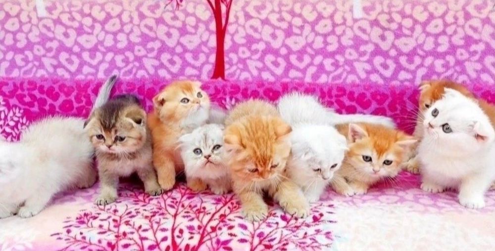 Золоті і срібні шиншили Чарівні шотландські кошенятка