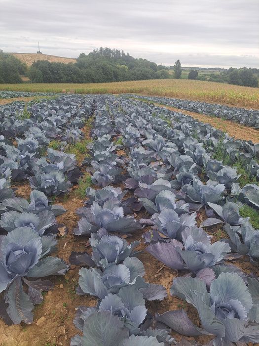 Kapusta biała,czerwona oraz szatkowana