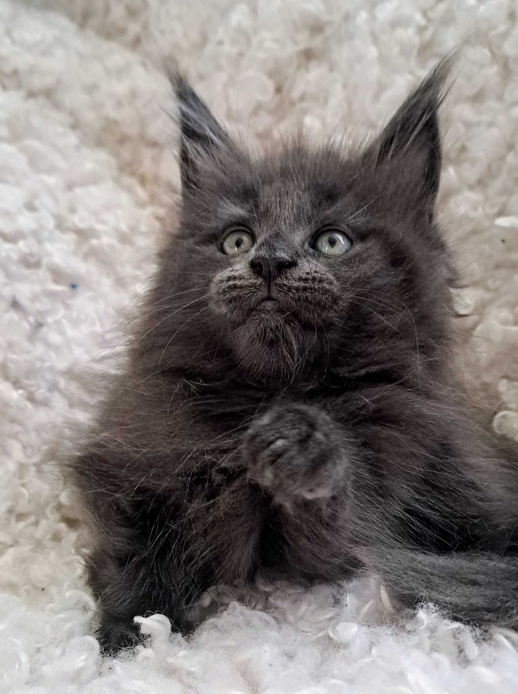 Wyjątkowy Maine Coon