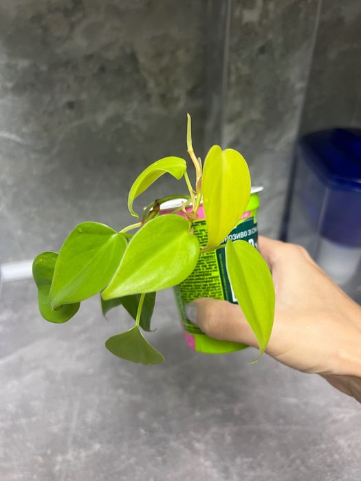 Филодендрон лайм
