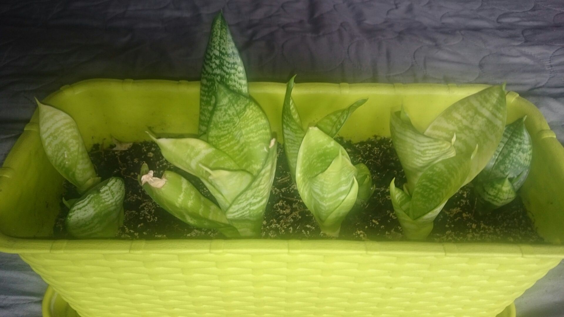 Sanseveria sadzonka