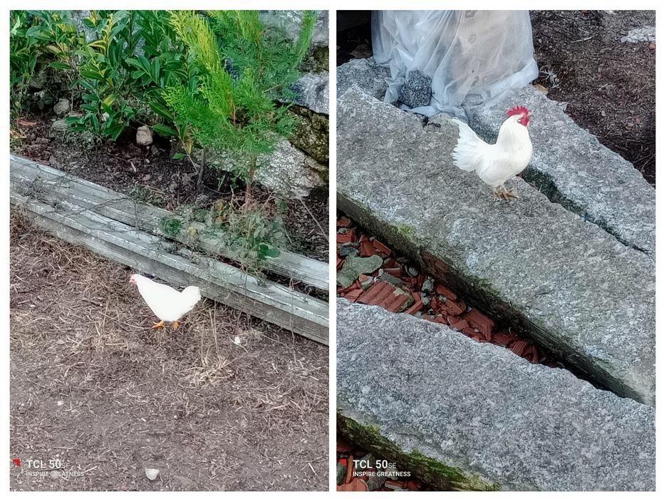 Casal de garnisés adultos. O casal 10€