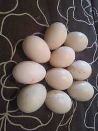 яйце м'ясояєчного направлення оптом та вроздріб