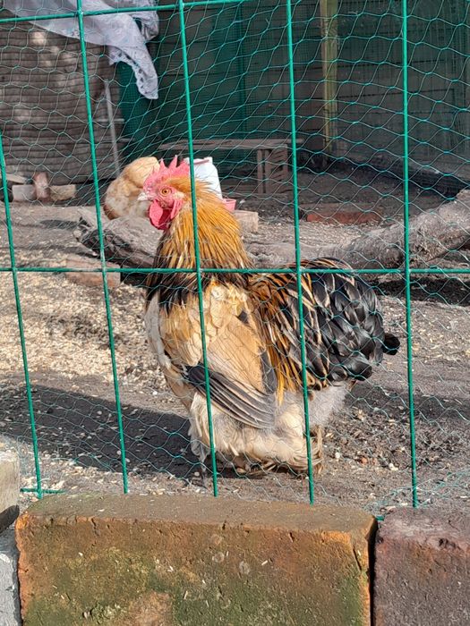 Kochin karzelek kogut