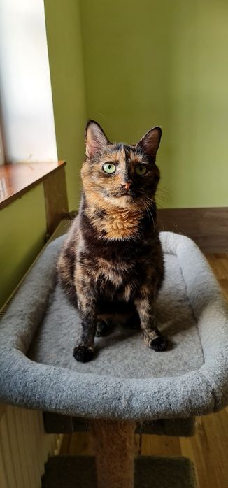 Черепахова киця Черіза