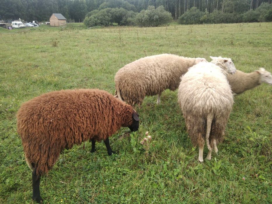 baran lacaune czystej krwi