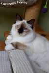 Elvis ragdoll z Lazurowej Wyspy.