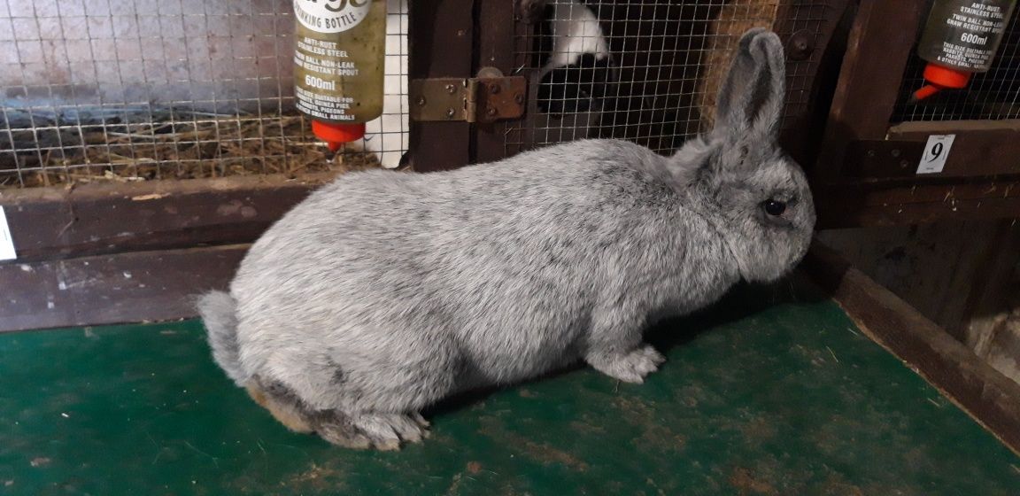 Kroliki Wielki Jasnosrebrzysty królik króliki WJS