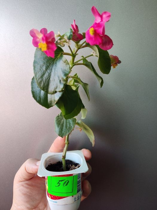 Алоє     вазончик