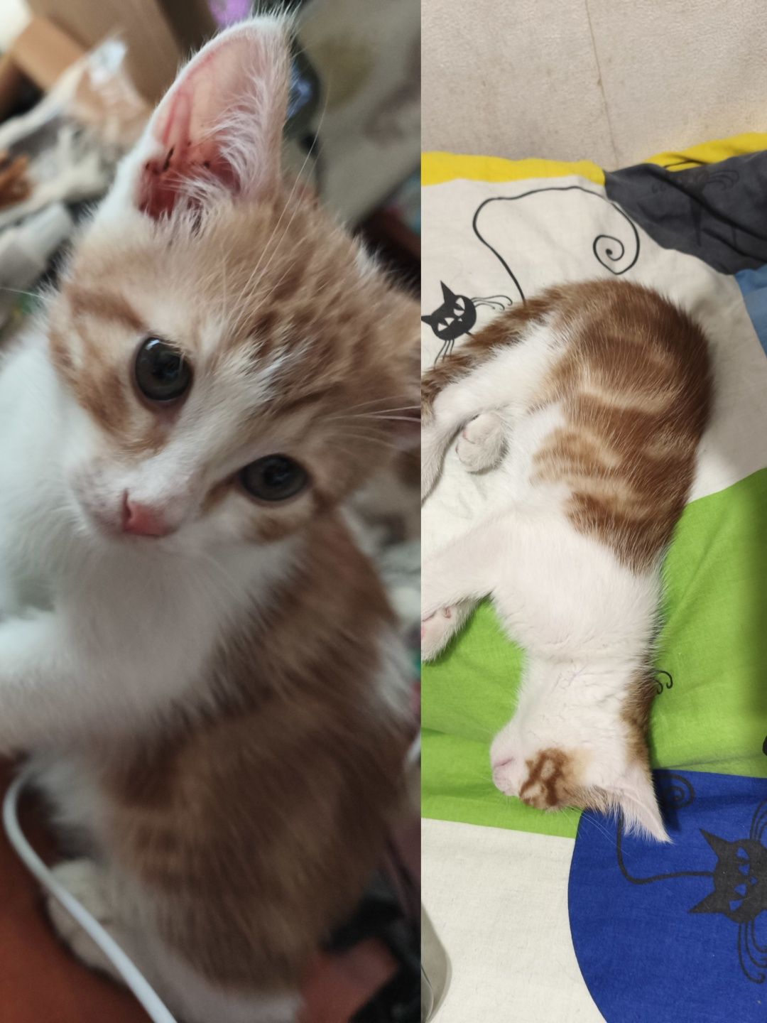 Котик з цікавим окрасом
