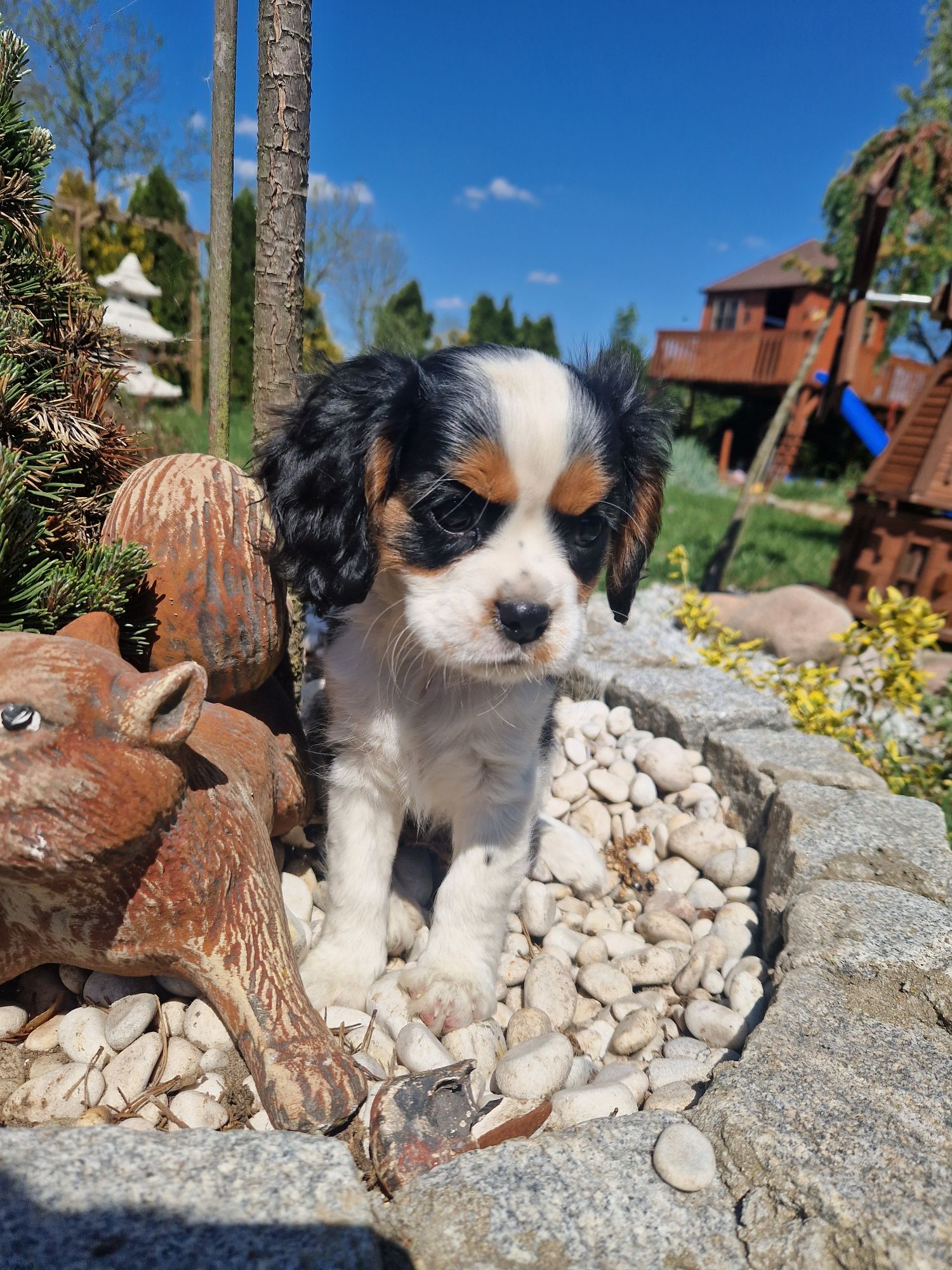 Cavalier king charles spaniel-suczka