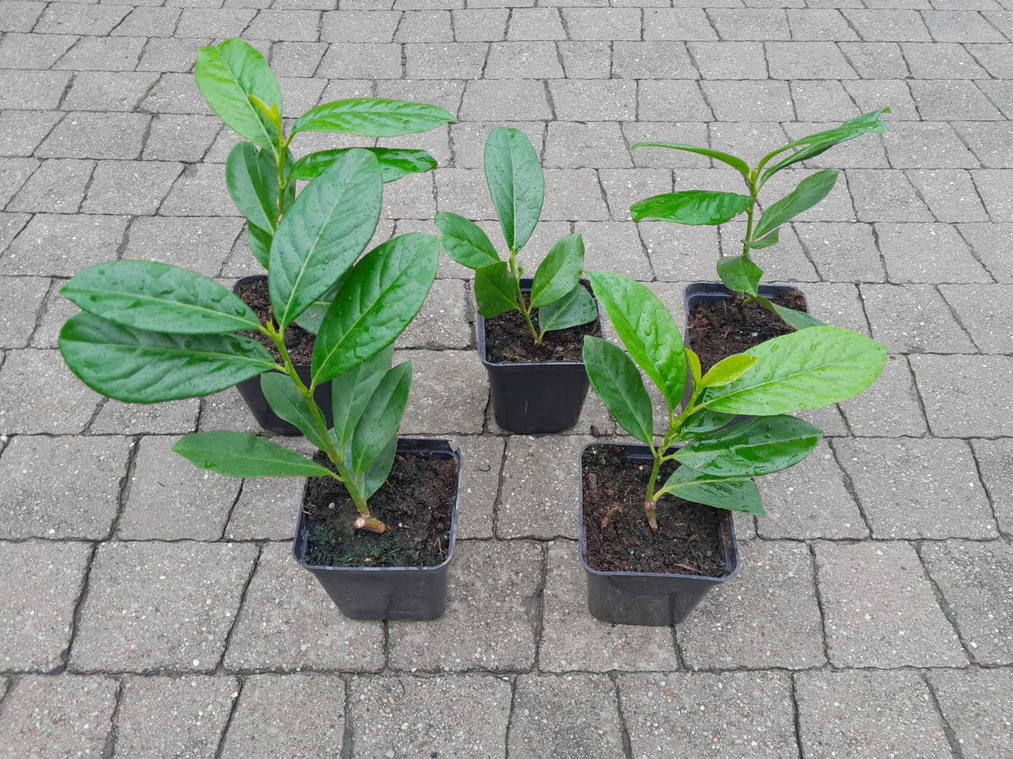 Laurowiśnia wschodnia Novita! Caucasica! Rotundifolia! 150 cm! Prunus!