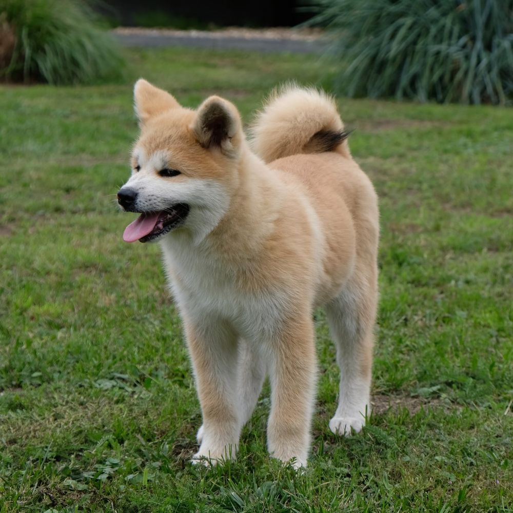 Akita inu akita japońska suczka fci zkwp gotowa do odbioru