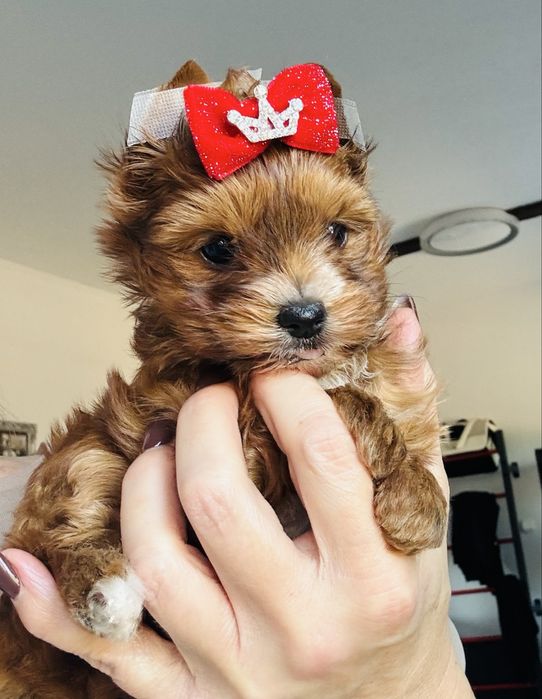 Yorkshire Terrier ocean pearl