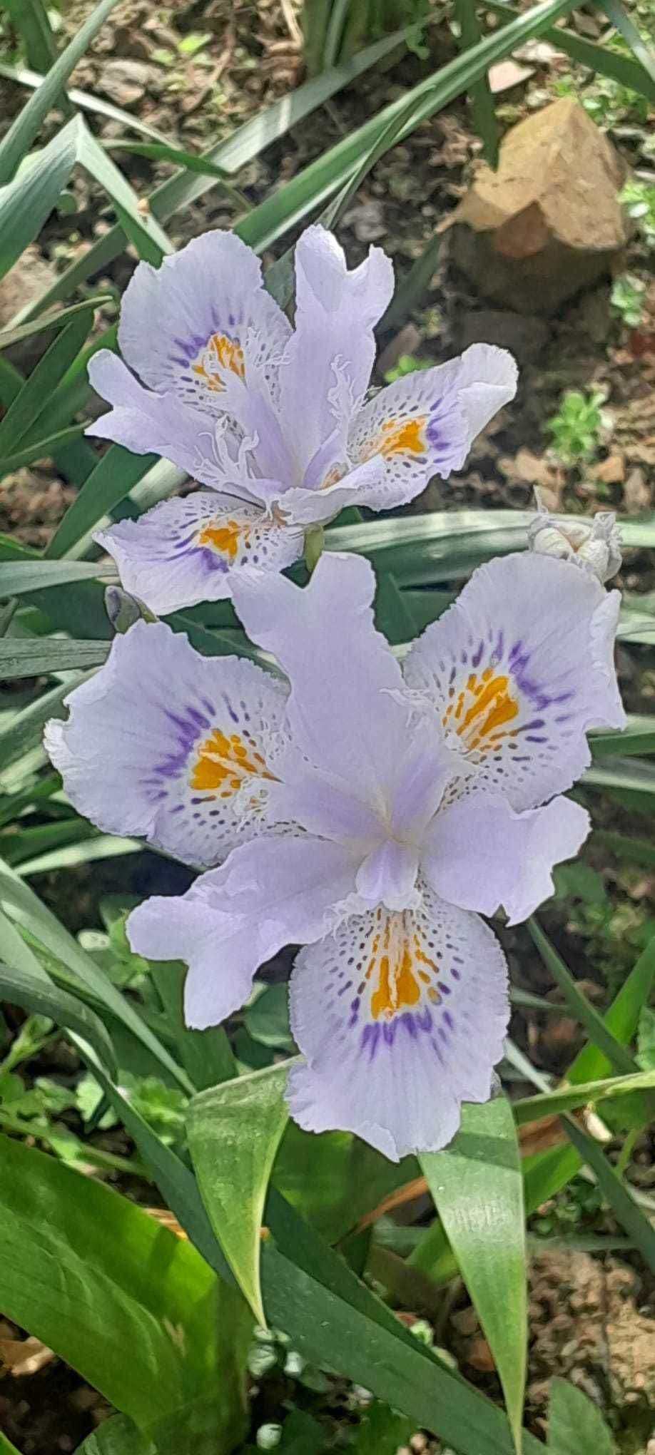 Iris e cannas a vendar em grandes quantidades.