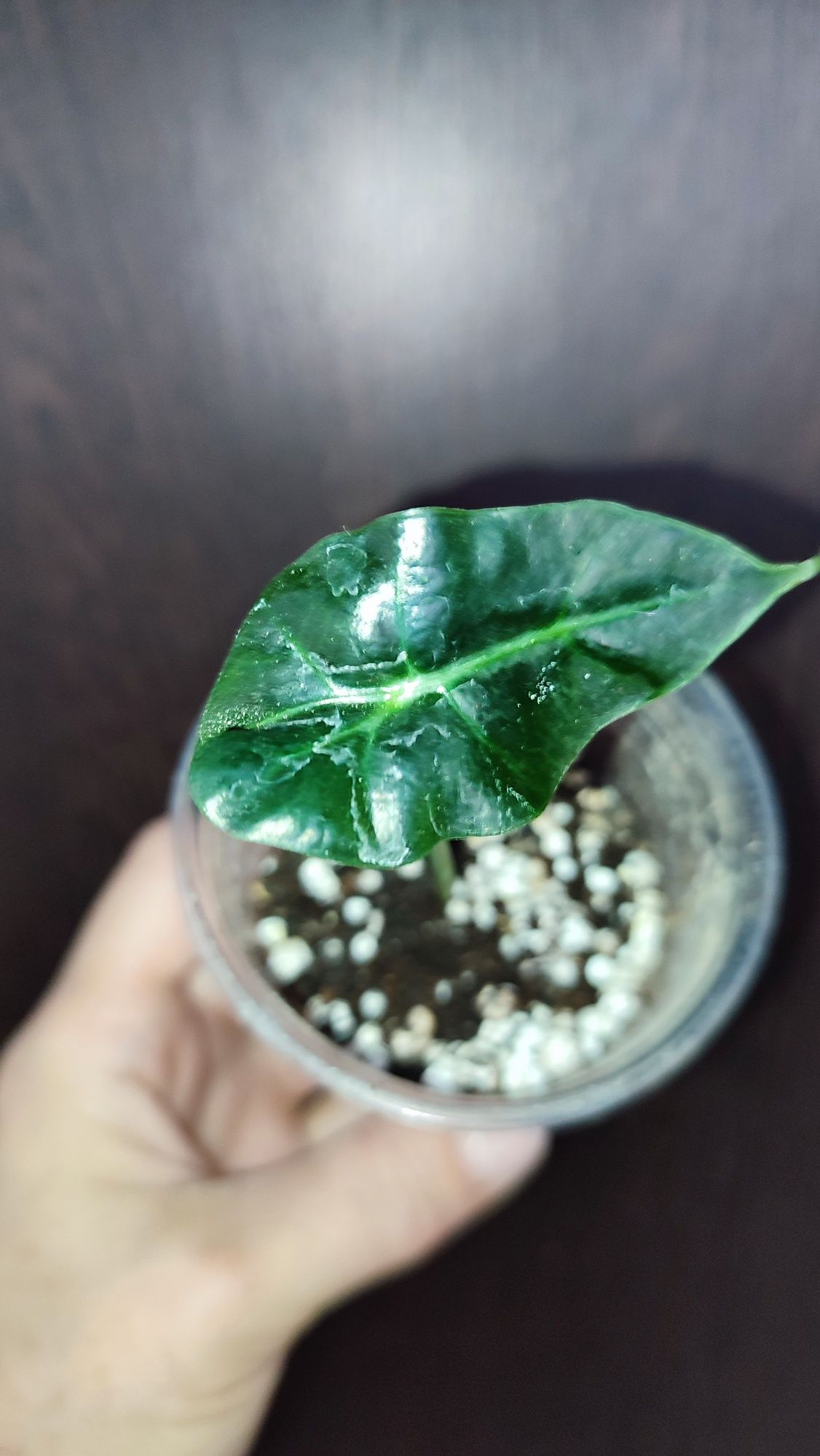 Alocasia Polly młoda obudzona bulwa