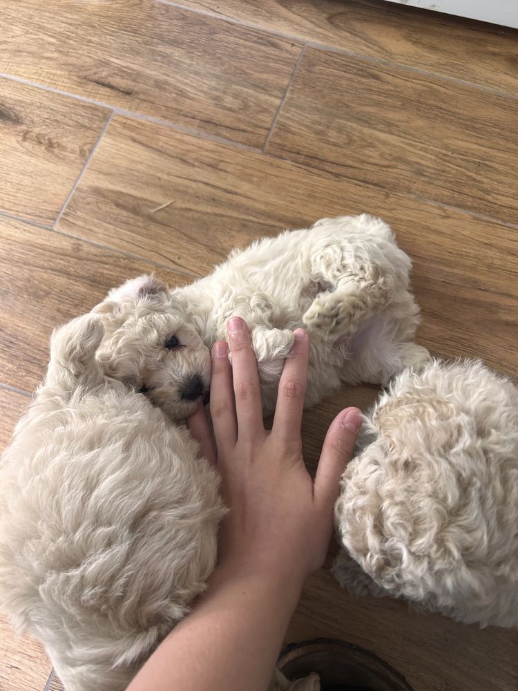 Maltipoo uroczy piesek