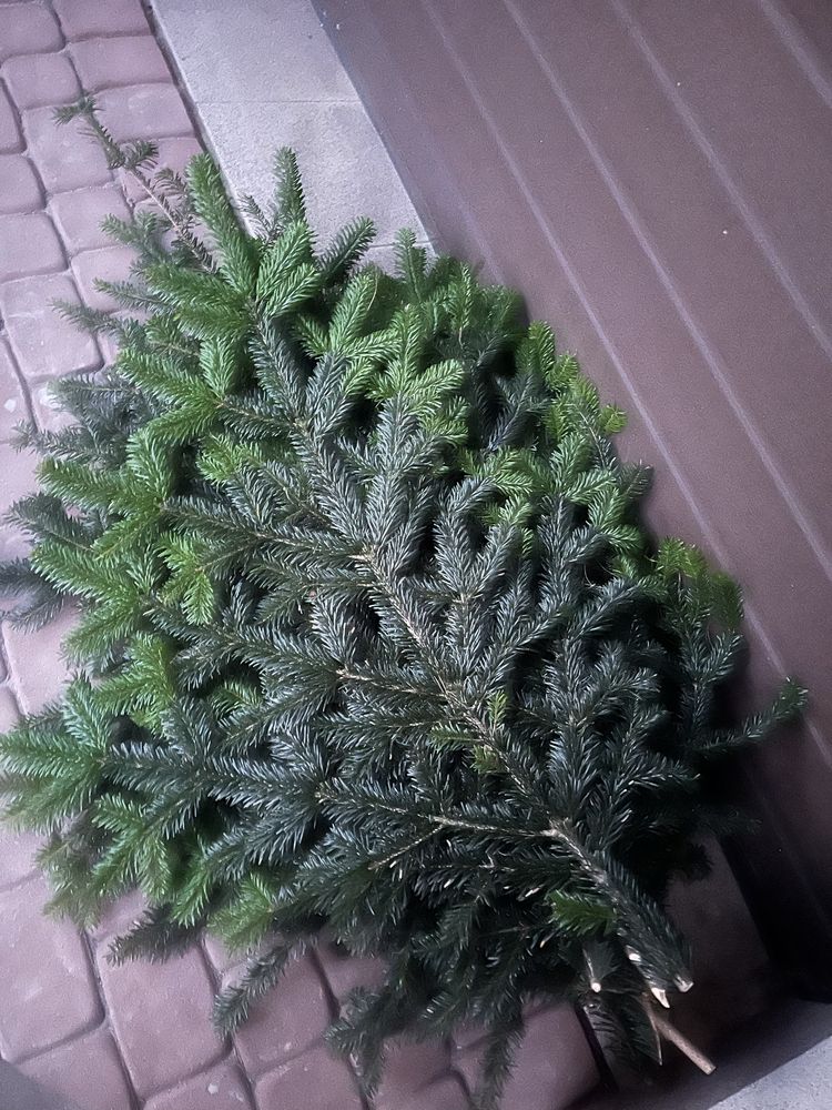 Jodla na wiązanki, wience, stroiki i inne dekoracje