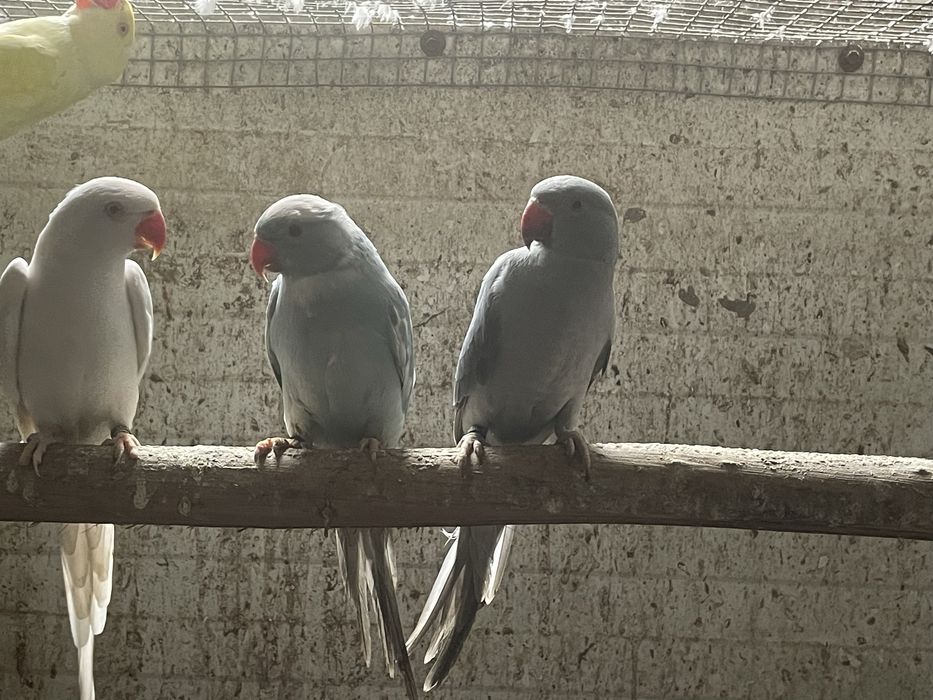 ringnecks aves novas