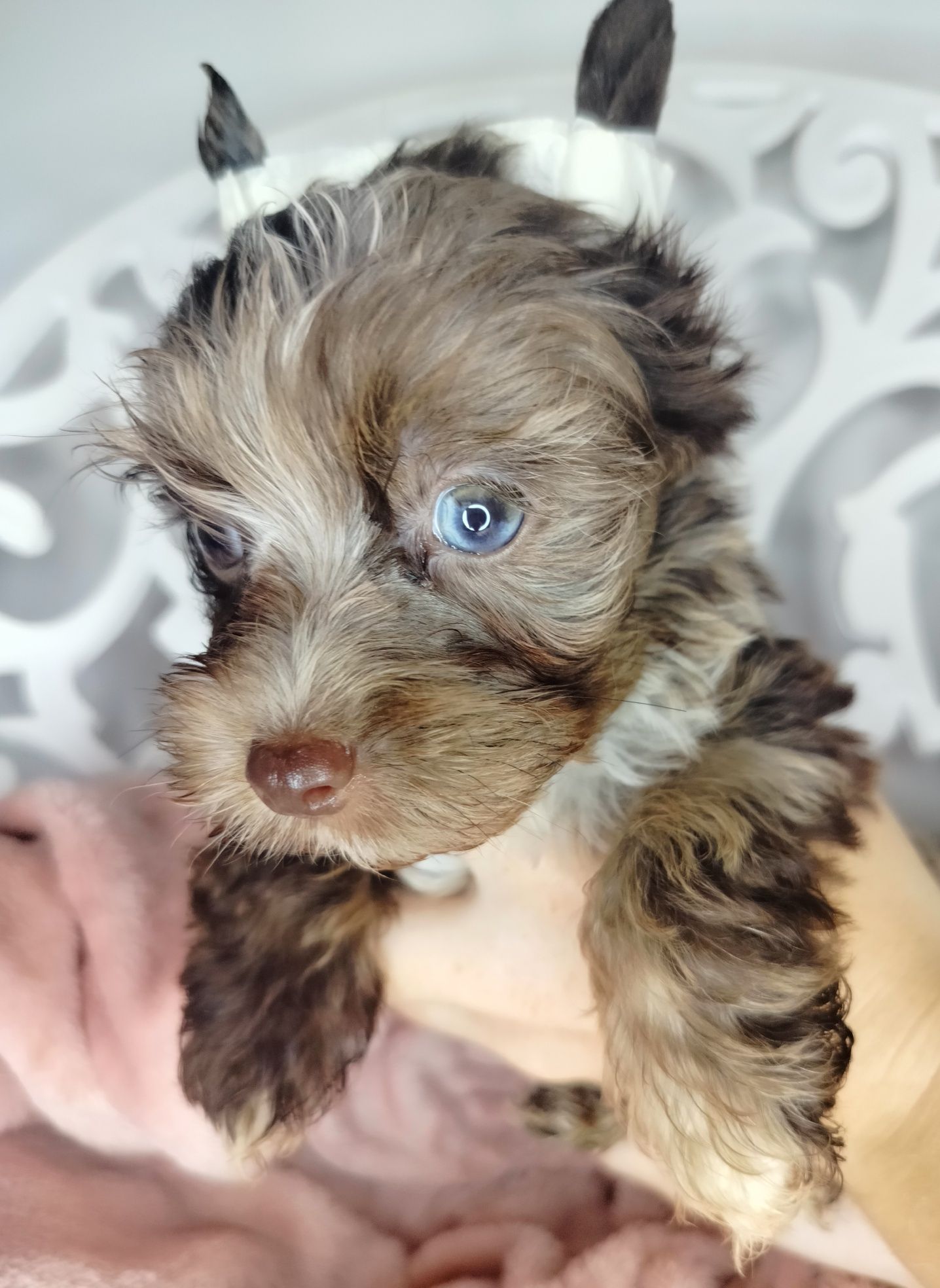 Yorkshire Terrier, pies, XS, Chocomerle