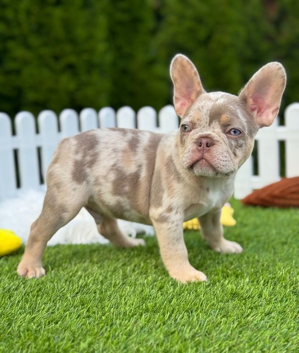 Французский бульдог Мальчик ТОП
