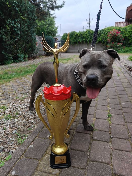 American Staffordshire Terrier - hodowla Błękitny z Kujaw - SUCZKA 1