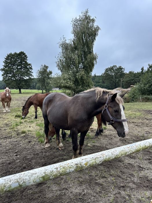 Sprzedam klacz zimnokrwistą