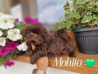 Piesek Shih tzu Mohito czekoladowy