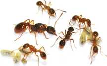Kolonia Myrmica sp. - dla początkujących