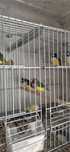 Lote de 10 diamantes  gould