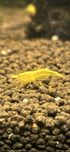Krewetki Neocaridina Yellow Neon Golden Line