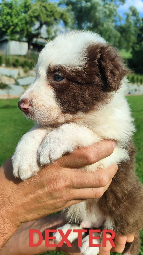 Border collie szczenię