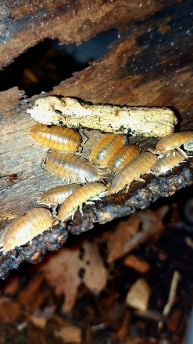 Isopody, Porcellio laevis "Orange" 20szt