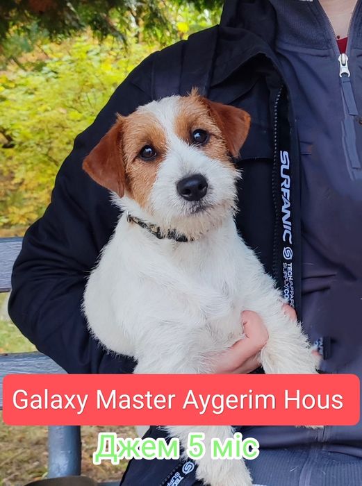 Джек рассел терьер