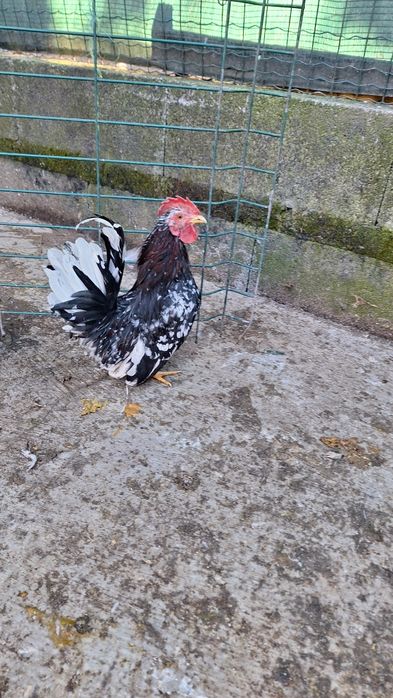 Mini garnisé machos